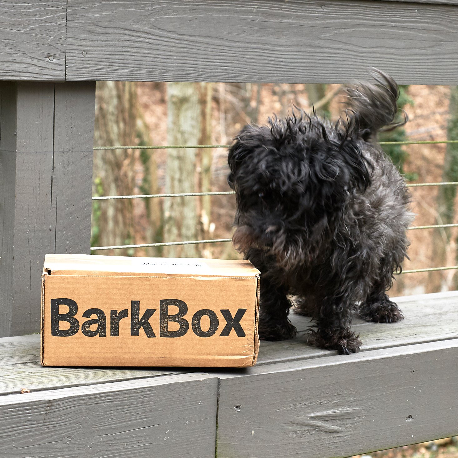 barkbox xl dumplings