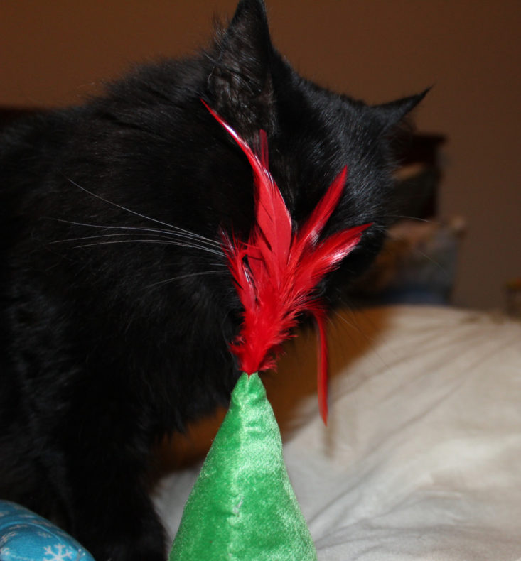 black cat playing with feather toy