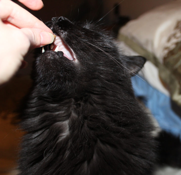 black cat eating a treat