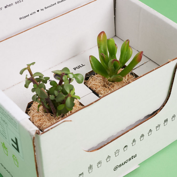 how the plants are packaged in succulent studios february 2018