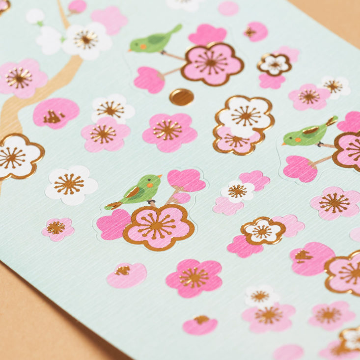 up close sakura flowers