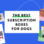 The Best Dog Subscription Boxes – Readers' Choice Awards