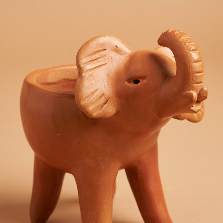 globein cultivate elephant face