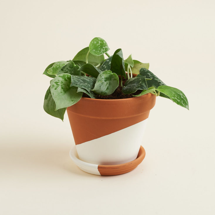 alternate view of potted plant