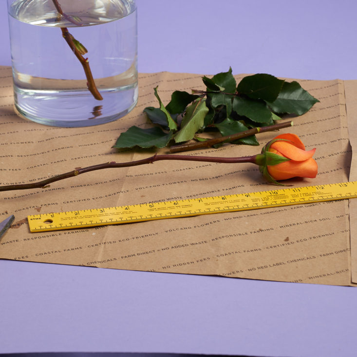 Measuring a rose to cut
