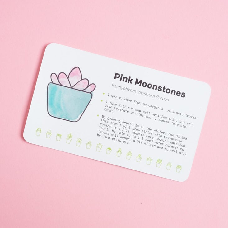 succulent studios plant care card