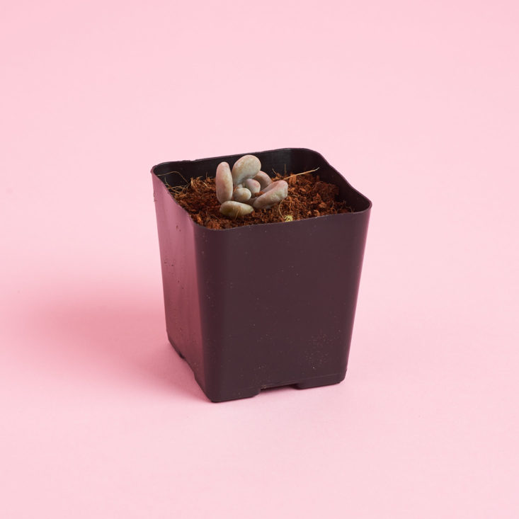 succulent studios small succulent plant