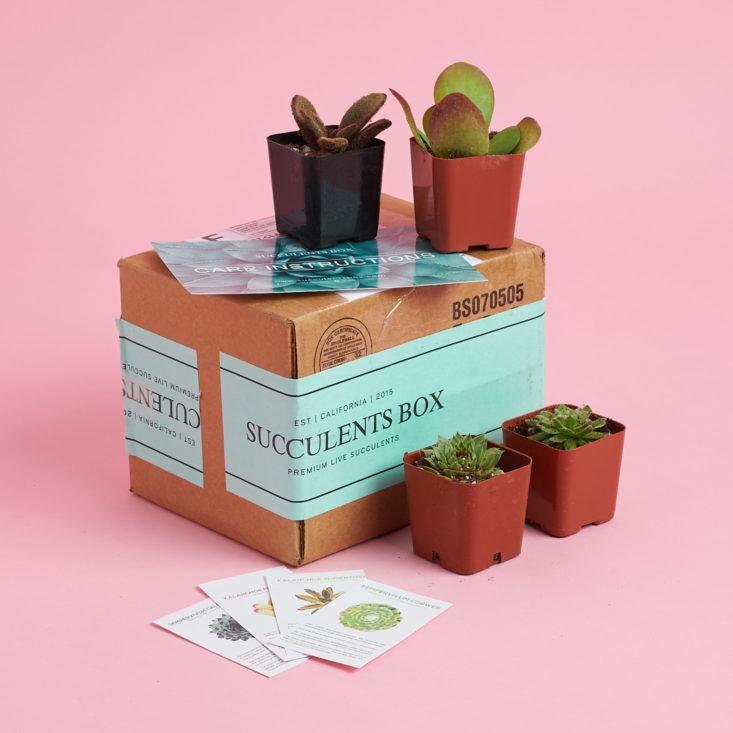 succulents box all items review