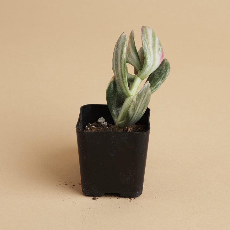 succulents box succulent plant in pot