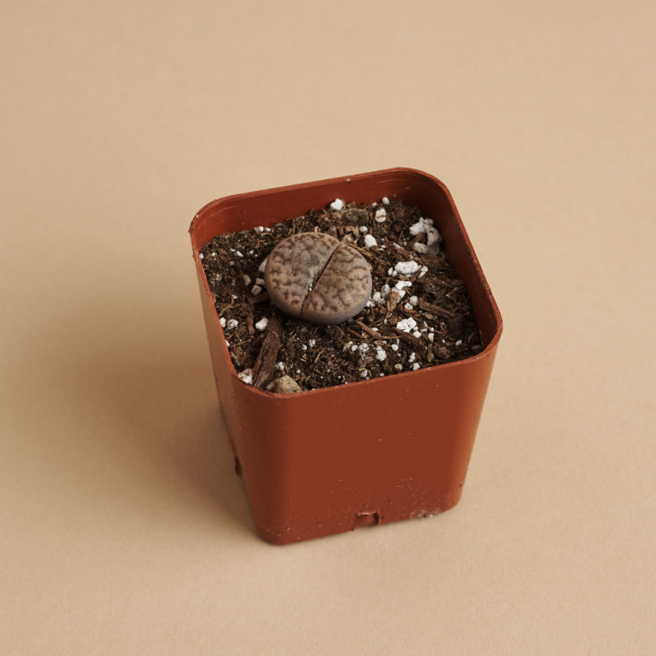 succulents box brown plant