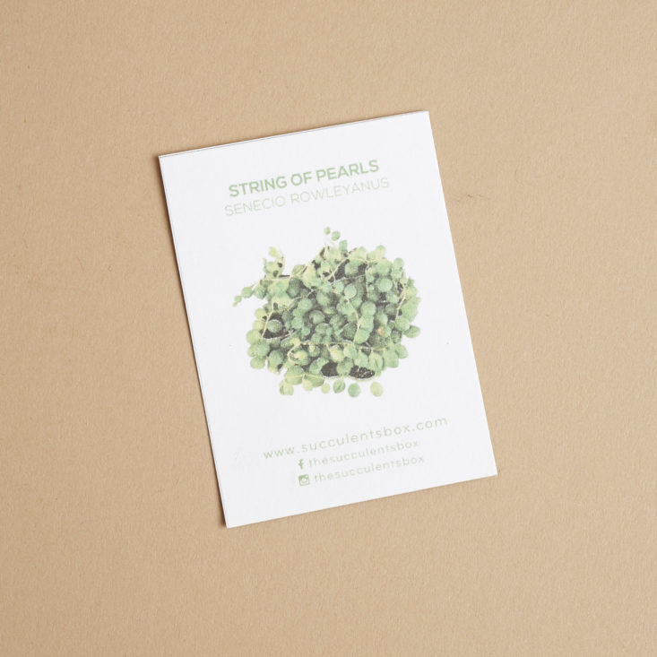 succulents box string of pearls plant info card