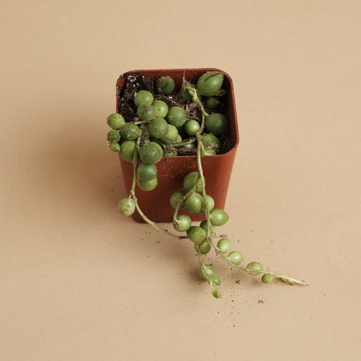 succulents box string of pearls plant