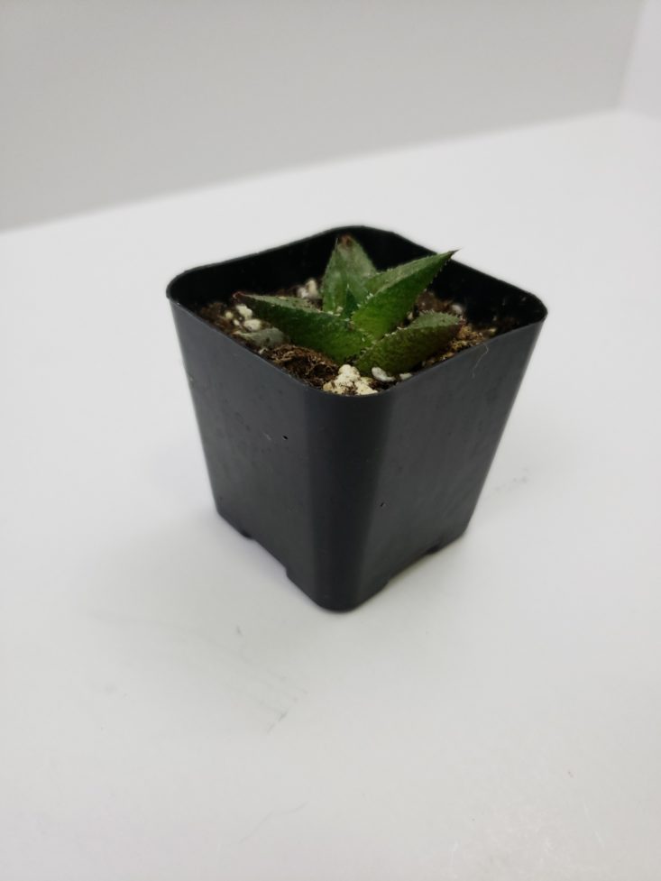 Succulents Box Review October 2018 - Chubby Triangular Leaves Front