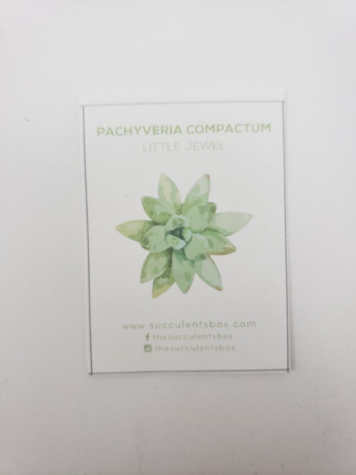 Succulents Box Review October 2018 - Little Jewel Info Card Front