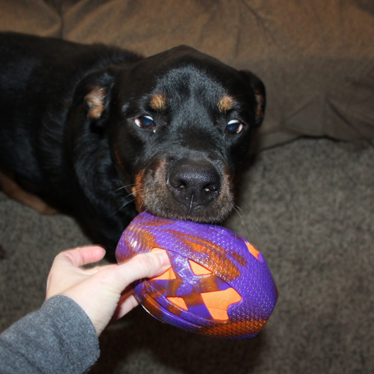 Rescue Box November 2018 Review - Nyx with the Multipet football toy 1 Front