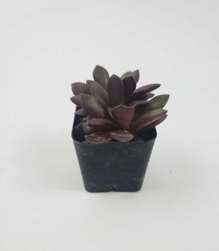 Succulents Box December 2018 - Anacampseros Front