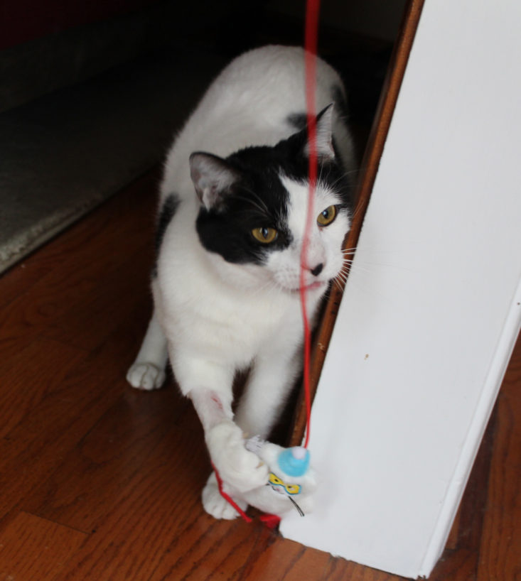 Meowbox January 2019- Angus with Wand Front 1