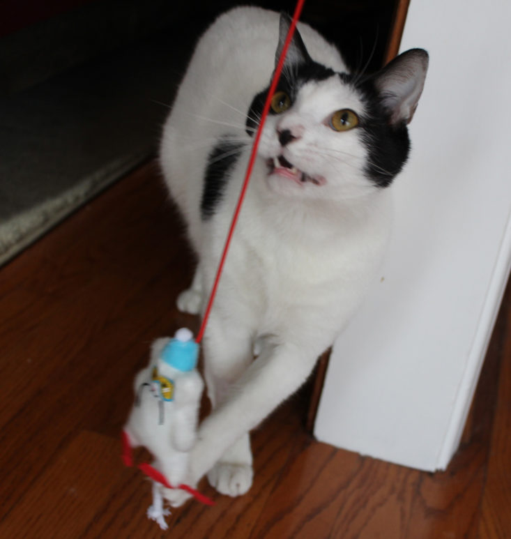 Meowbox January 2019- Angus with Wand Front 2