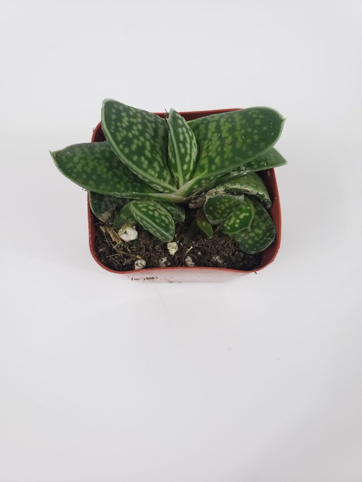Succulents Box January 2019 - Plant Little Warty Top