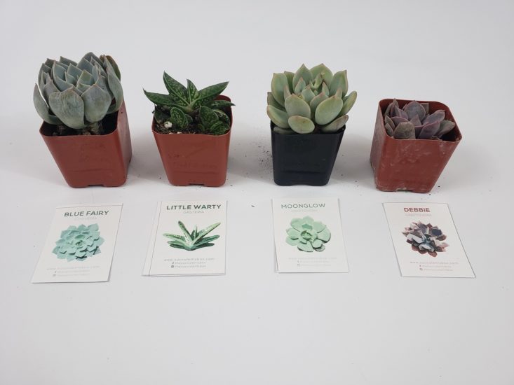 Succulents Box January 2019 - Plant With Info Card Front