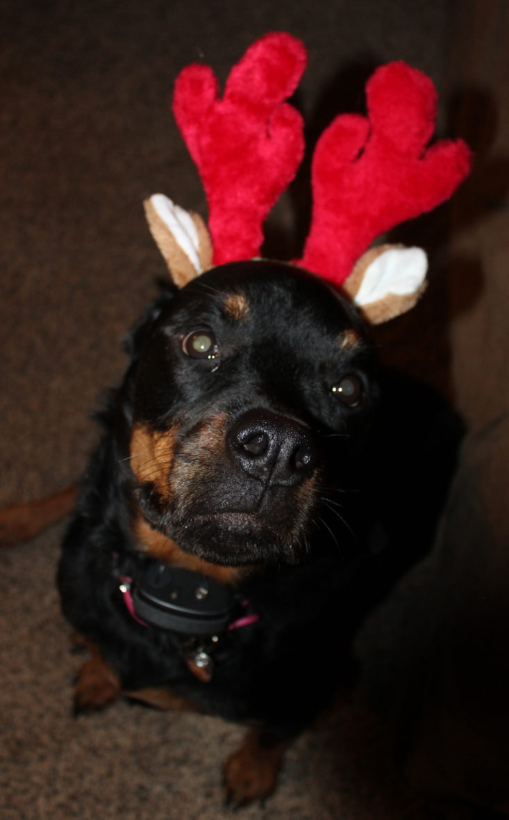 Vet Pet Box Dog January 2019 - Nyx Wear Zippypaws Antlers Front
