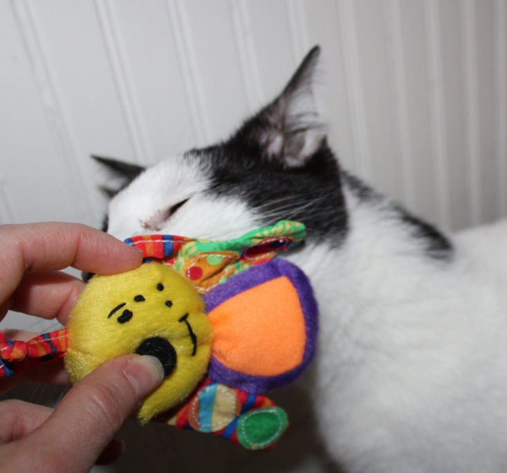 Pet Treater Cat Pack Review February 2019 - Angus With Bee Toy Front