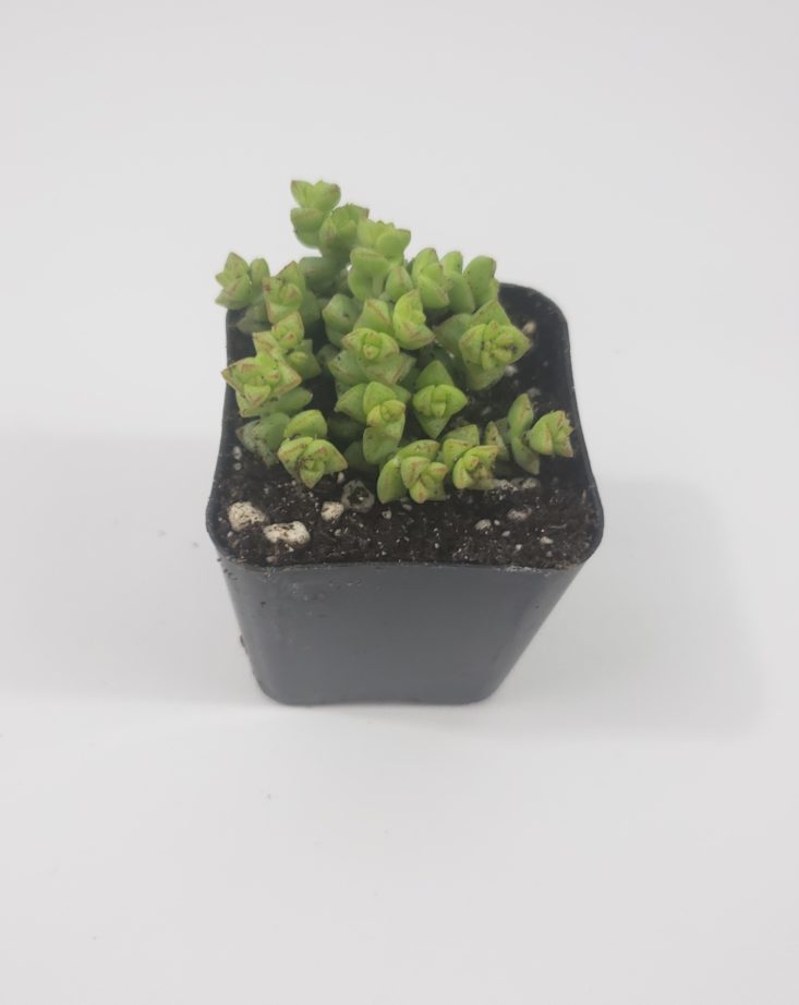 Succulents Box February 2019 - Tom Thumb Crassula 1