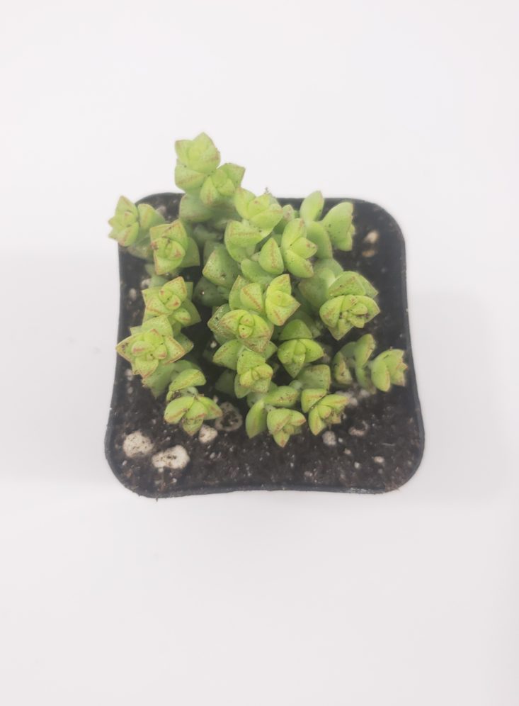 Succulents Box February 2019 - Tom Thumb Crassula 2