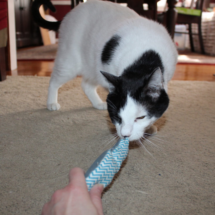 Whiskerbox January 2019 - Angus Playling With Lightning Bolt Catnip Toy Front