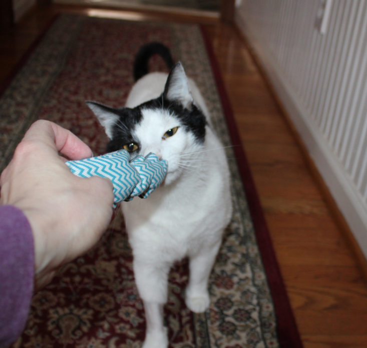 Whiskerbox January 2019 - Angus Playling With Lightning Bolt Catnip Toy Top