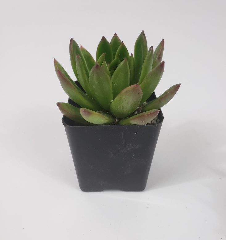 Succulents Box March 2019 - Agavoides Christmas “Echeveria” 1 Front