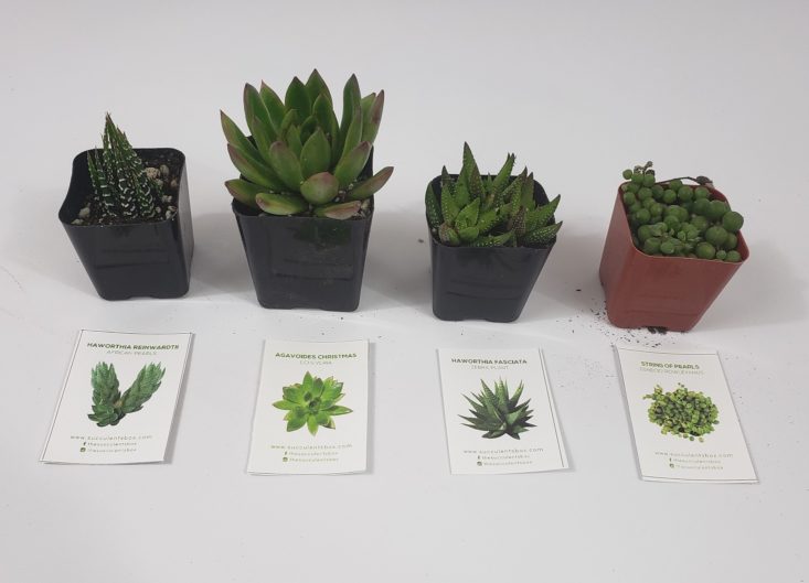 Succulents Box March 2019 - All Unpackaged Plant Group Shot Top