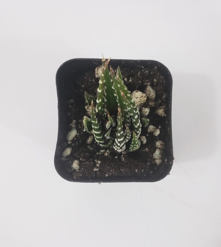 Succulents Box March 2019 - Haworthia Fasciata “Zebra Plant” 2 Top