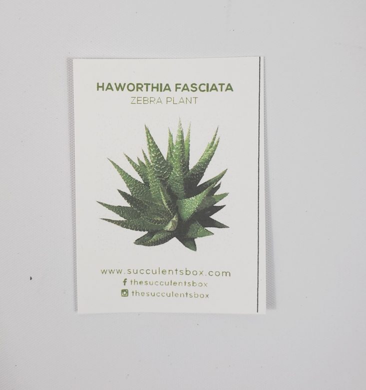 Succulents Box March 2019 - Haworthia Fasciata “Zebra Plant” Info Card Top