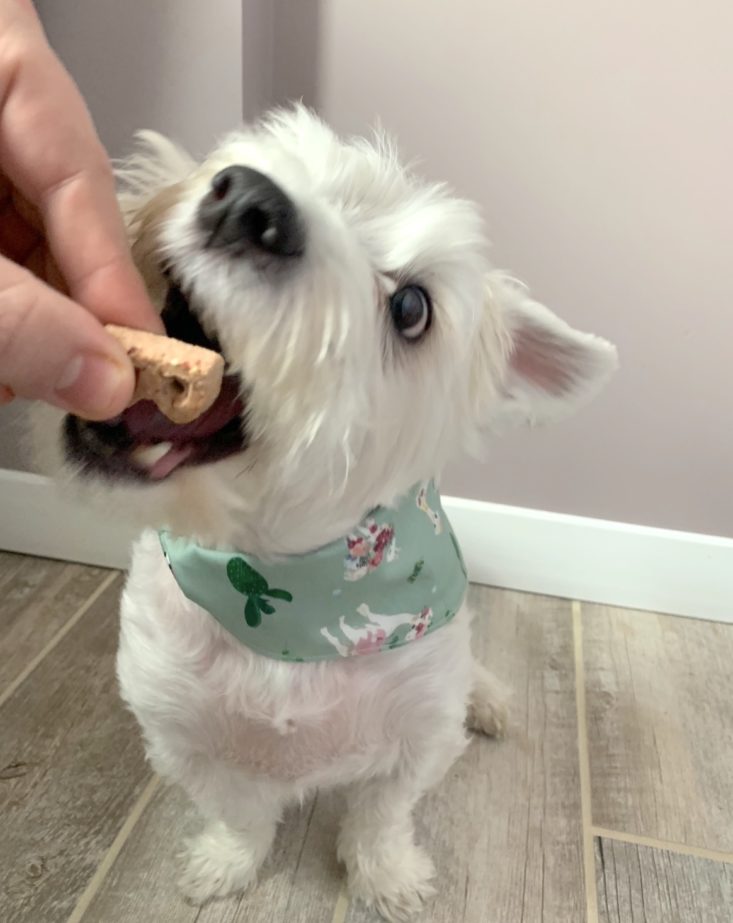 The Dapper Dog April 2019 - Biscuit 3