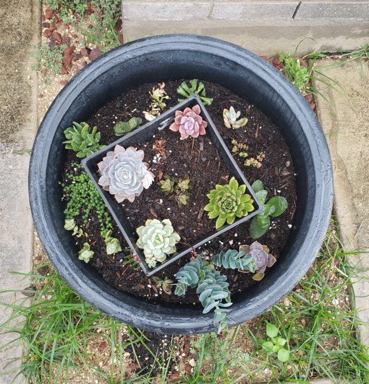 Succulents May 2019 - Flower Pot Top Front