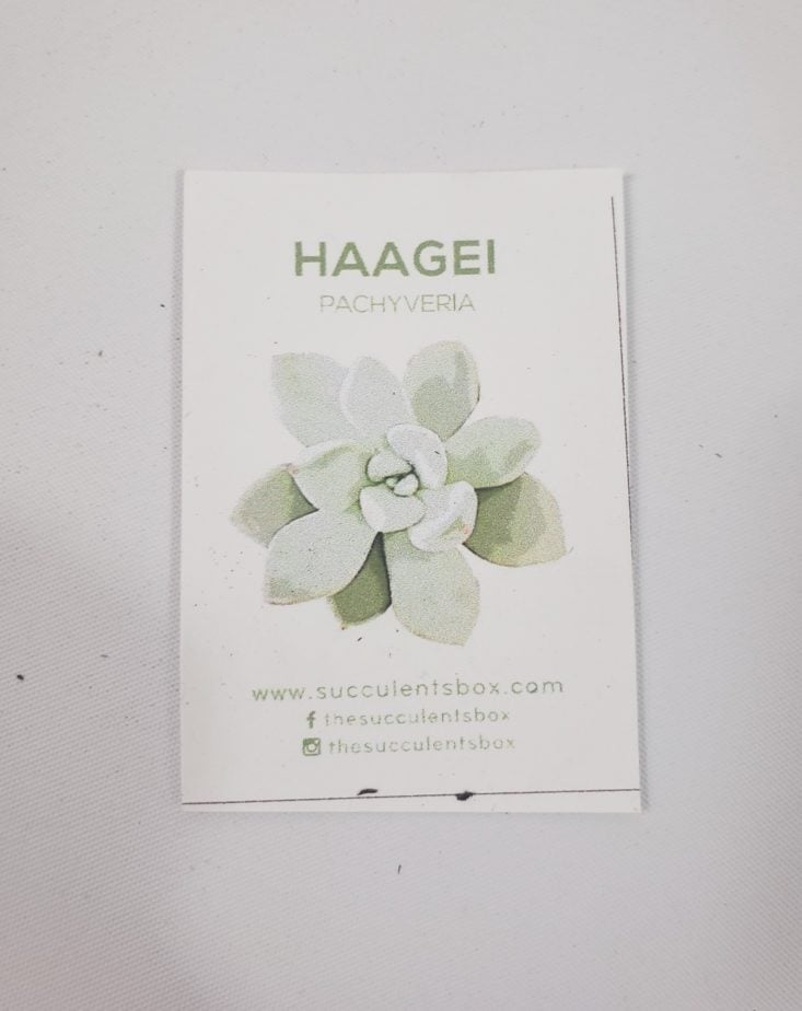 Succulents May 2019 - Haagei