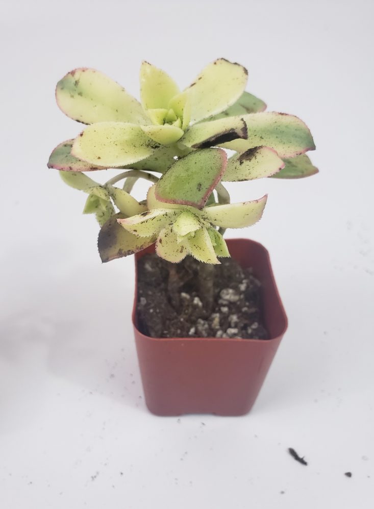 Succulents May 2019 - Percarneum 1