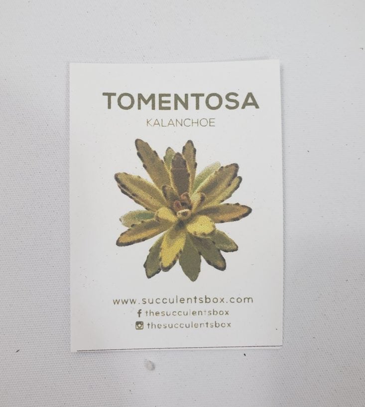 Succulents May 2019 - Tomentosa