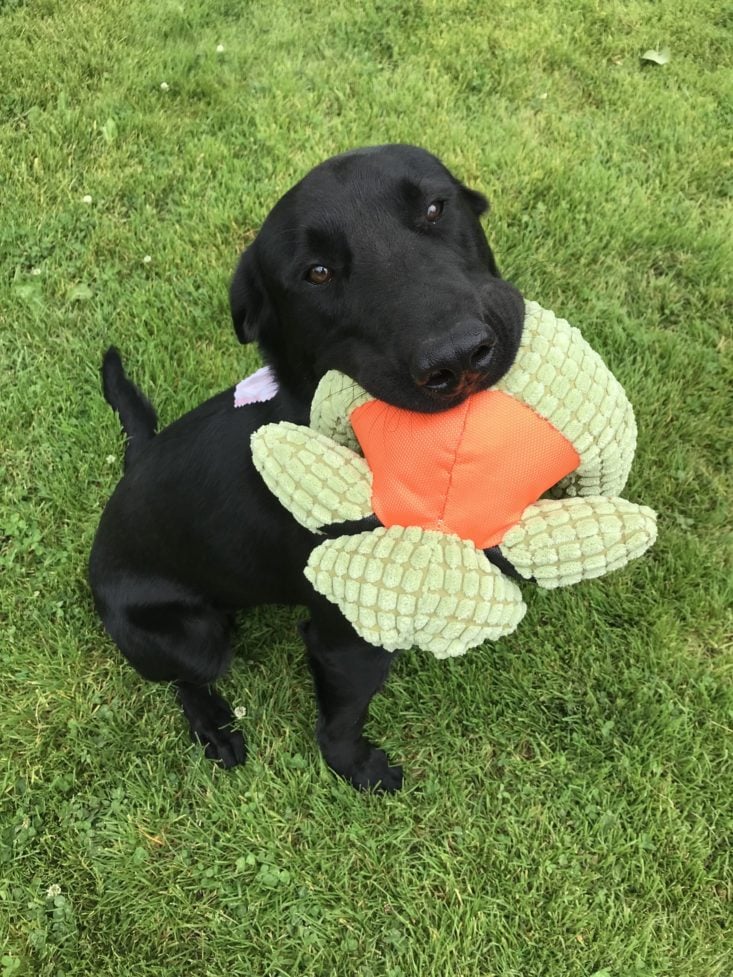 Mini Monthly Mystery Box For Dogs July 2019 -Scout With Bomber Toy