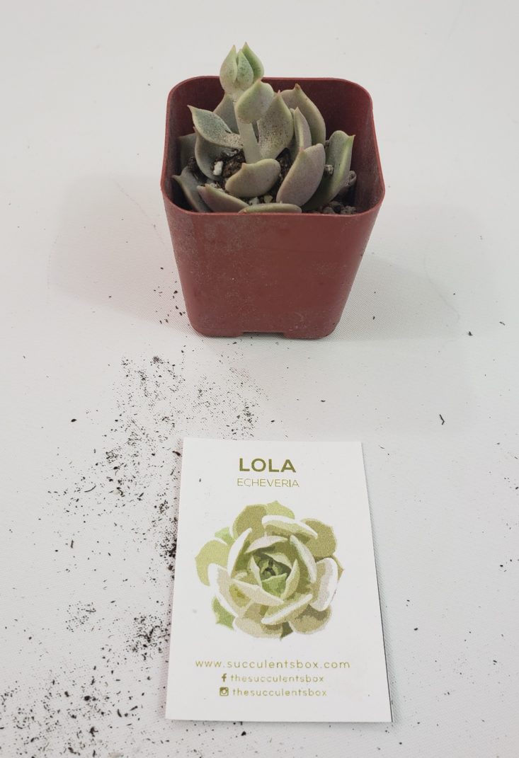 Succulents August 2019 - Lola Echeveria 1