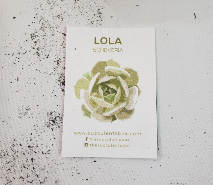 Succulents August 2019 - Lola Echeveria 4