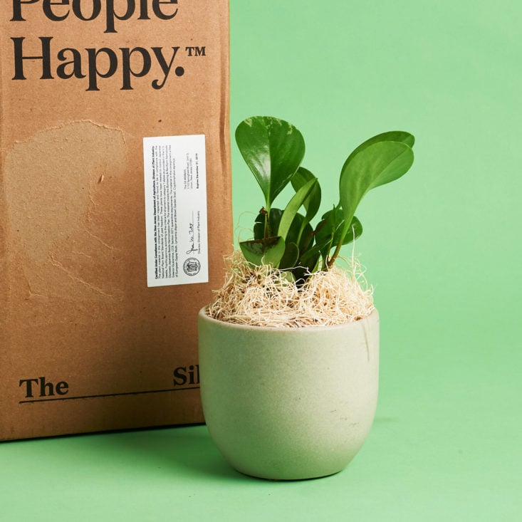 happy little plant in cream ceramic container